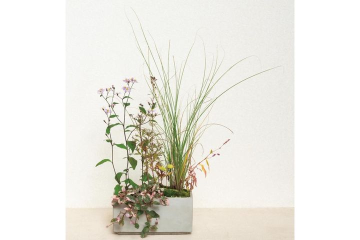 草丈のある植物で秋風を感じる【和モダン鉢植え】コケをセンスよく使うコツも必見！
