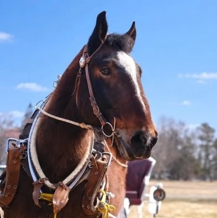 北海道・十勝の「ばん馬」や、奇跡の循環から生まれる美味しさを知ってほしい！「ばん馬から生まれる十勝のパンとお菓子のセット」