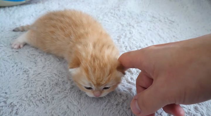 ナデナデされる子猫