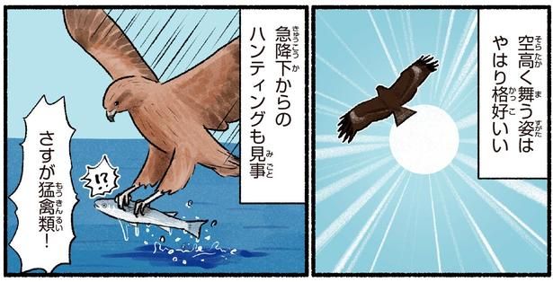 さすが猛禽類！ （C）piro piro piccolo／KADOKAWA