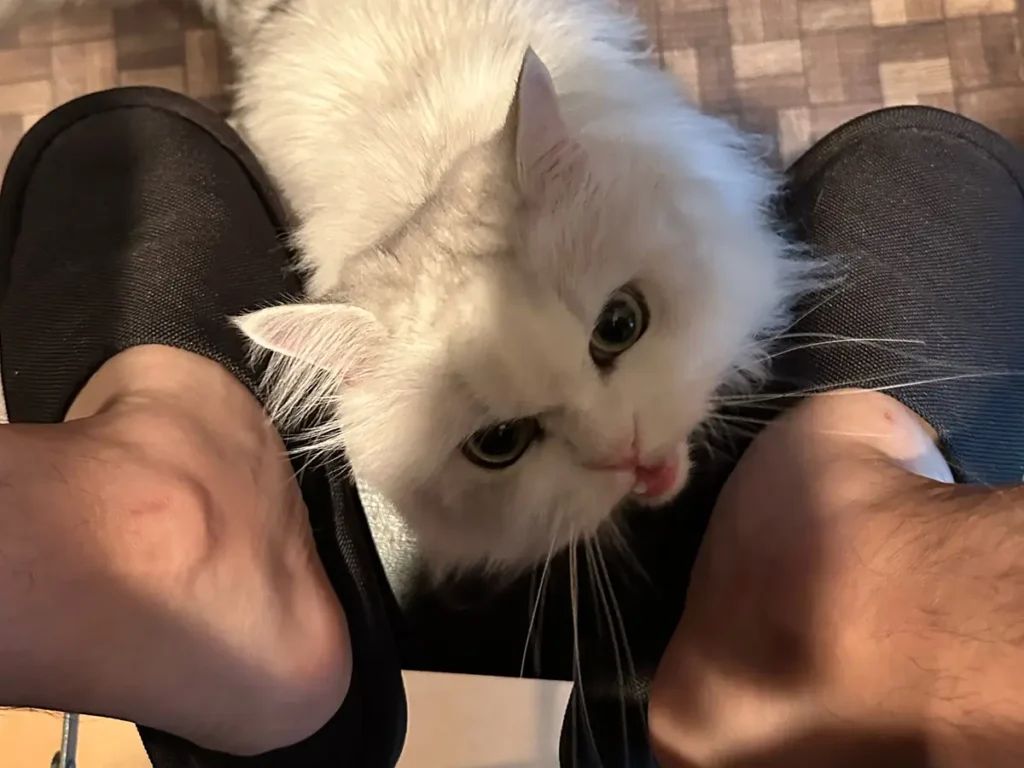 コーヒーを飲んでいる最中、膝の上に猫をのせてあげた結果…「すぐに
