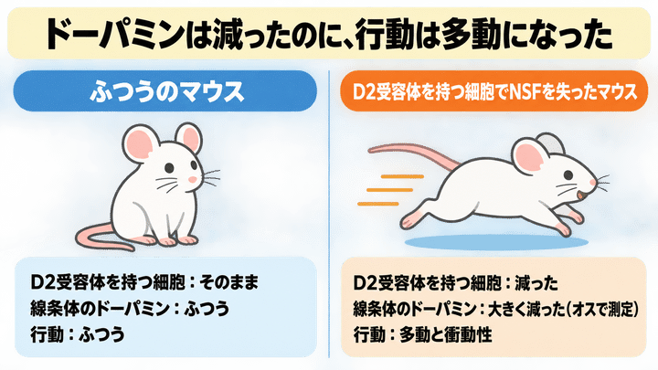 ドーパミンが「減っている」のに動き回るマウス