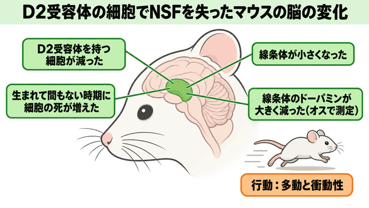 D2受容体の細胞でNSFを失ったマウスの脳の変化