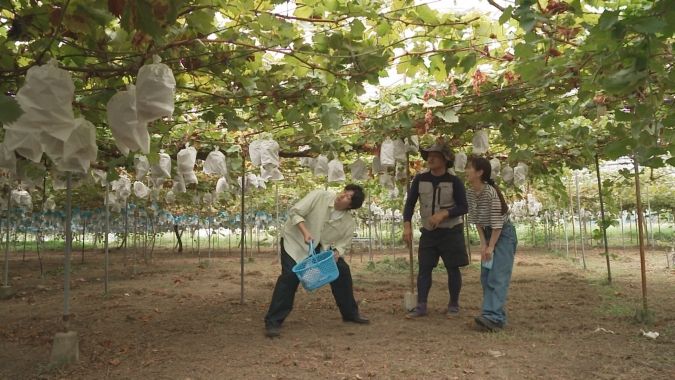 観光果樹園「梶原（かじわら）フルーツ」ブドウ狩り