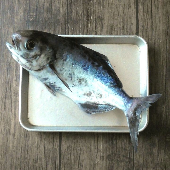 シンプル調味料で簡単！「メダイの幽庵焼き」