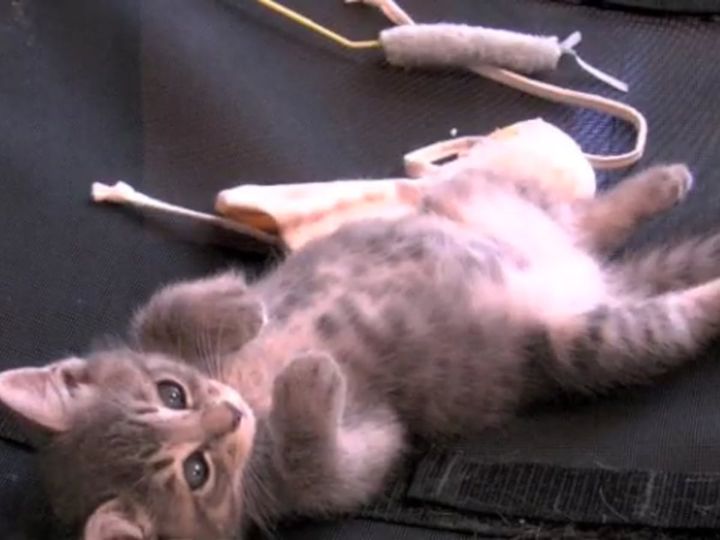 へそ天で飼い主さんの手にじゃれる子猫・ごまめちゃん