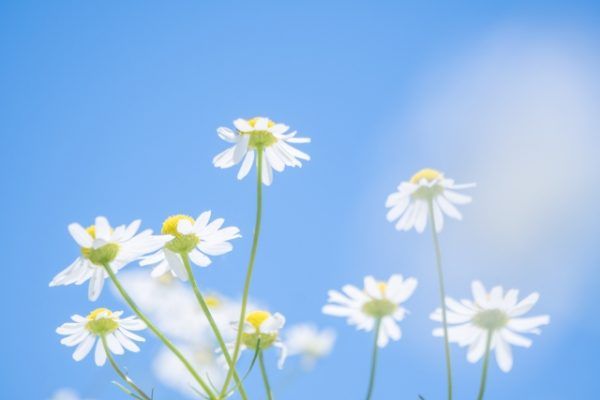 きれいな花