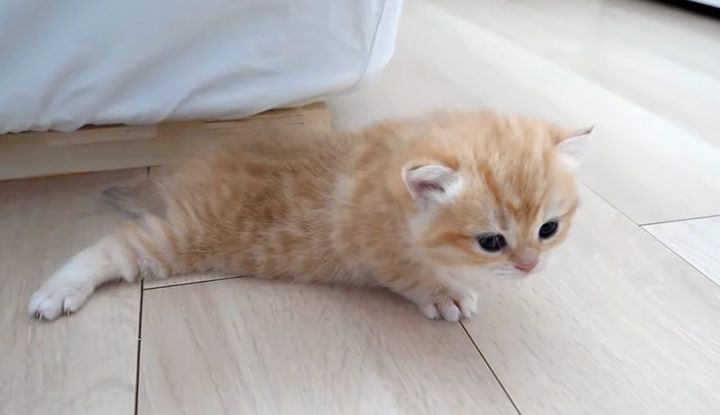 上手く前に進めない子猫