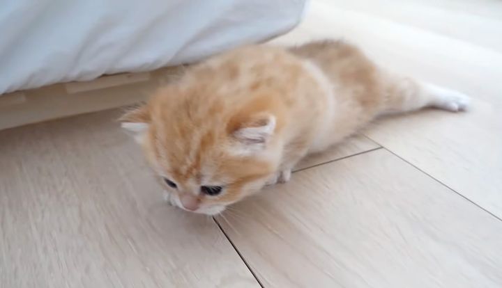 上手く前に進めない子猫
