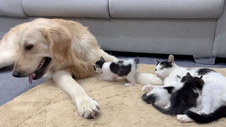 犬に甘えにいく子猫