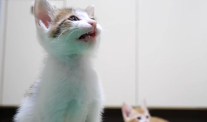 超高音でピアピア鳴く子猫