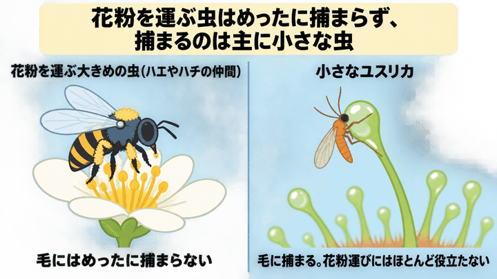花粉を運ぶ虫と「食べる虫」は、どう分けているのか