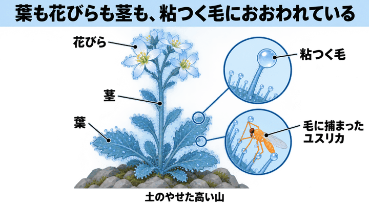山の草の「粘つく毛」に、小さな虫が捕まっていた