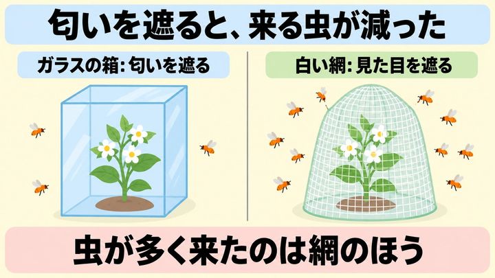 匂いを遮ると、来る虫が減った