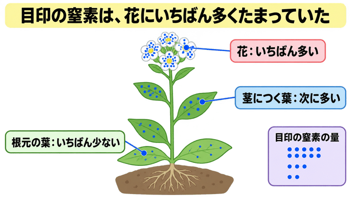 目印の窒素は、花にいちばん多くたまっていた