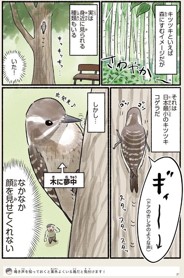 日本最少のキツツキ （C）piro piro piccolo／KADOKAWA