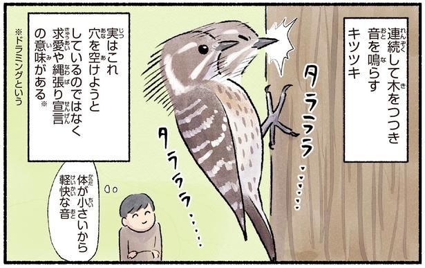 求愛や縄張り宣言の意味がある （C）piro piro piccolo／KADOKAWA