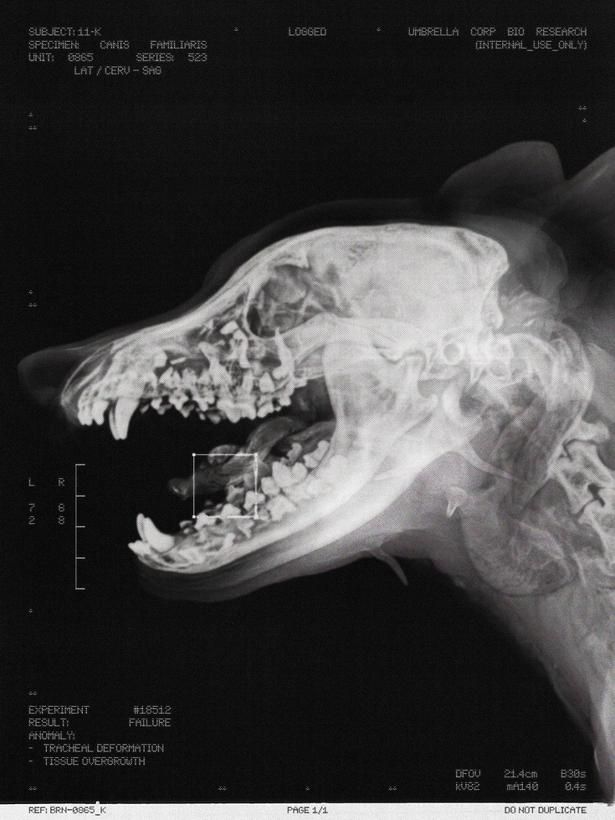 【写真を見る】犬の⾻格のX線写真にも“あるべき形”を逸脱した⾻が！