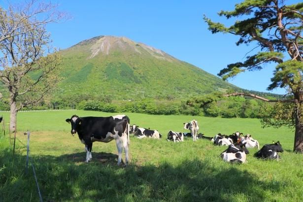 開放感に浸れる「大山まきば みるくの里」。運がよければ、のんびり過ごす牛たちに出合えるかも！