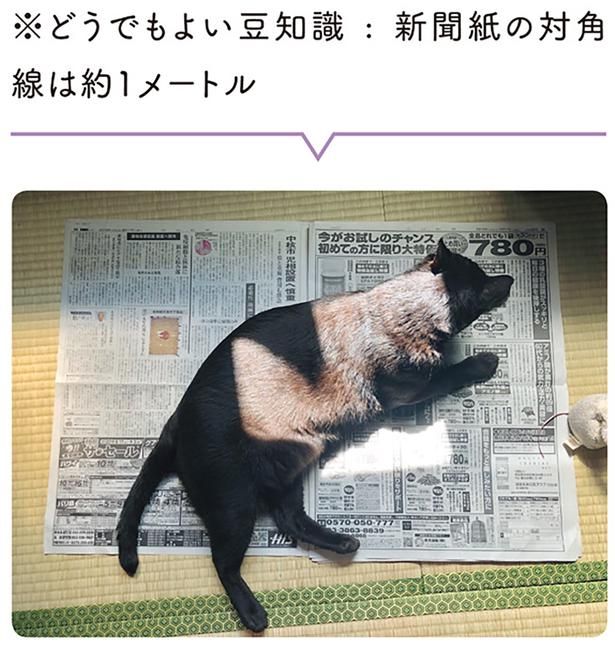 ※どうでもよい豆知識：新聞紙の対角線は約1メートル （C）AKR／KADOKAWA