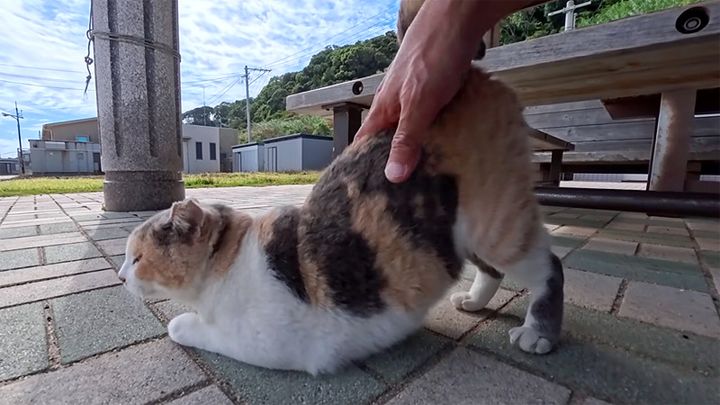 腰トントンを堪能する猫
