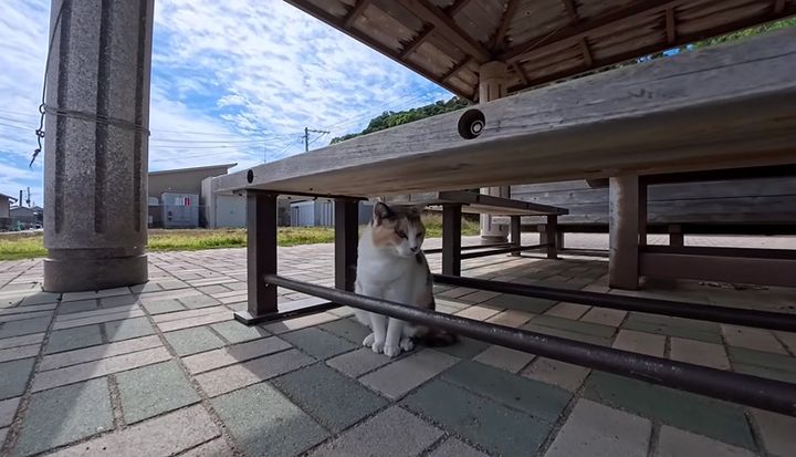 港の東屋で出会った猫