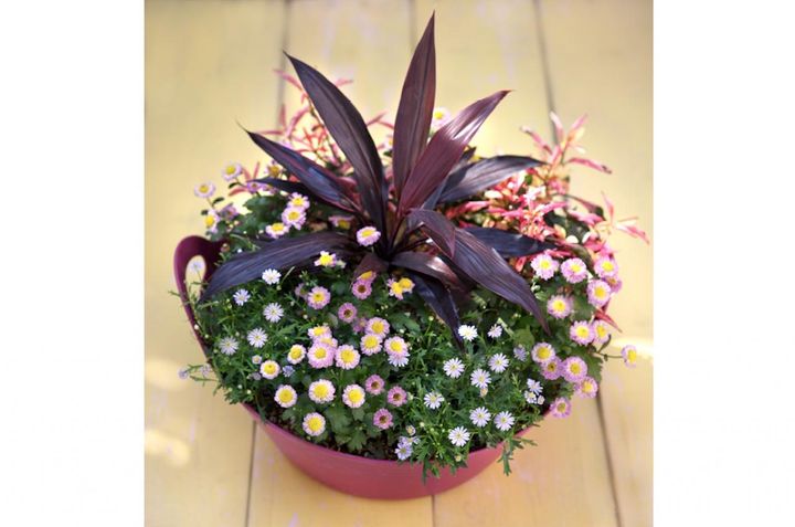 【ピンクのマム（キク）】の寄せ植え2パターン。銀葉で引き立てる＆ドラセナでまとめる作り方