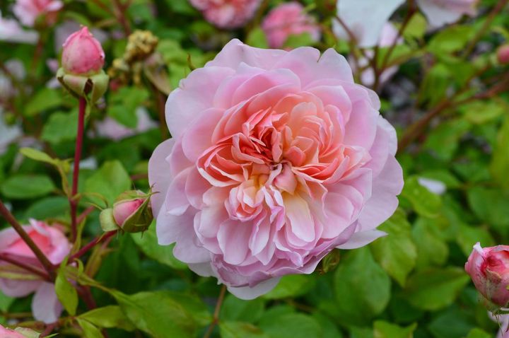 サーモンピンクにイエローをのせる色合いが魅力の‘アンブーリン’。中輪ロゼット咲きの花が10輪近くも房になって咲きます。樹形はかなりの横張りです。