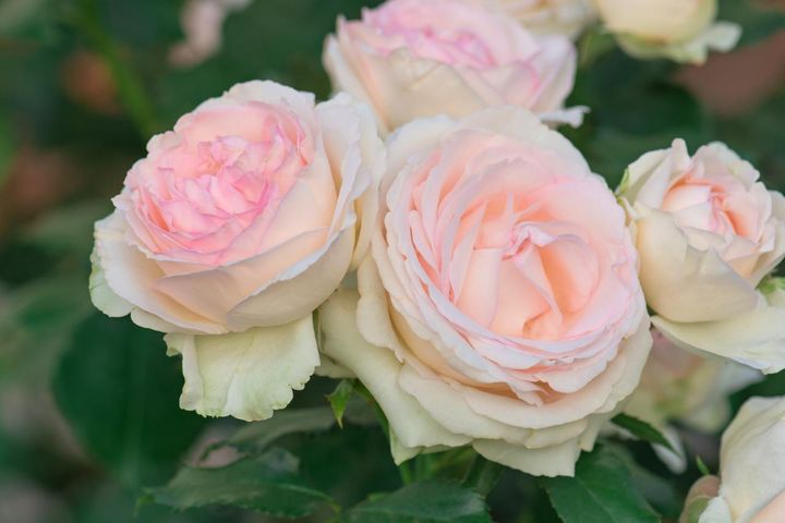 海外では‘エデンローズ’と呼ばれることもある‘ピエールドゥロンサール’。同じ花でも国により違う呼び名があるのが悩ましくも興味深いところです。