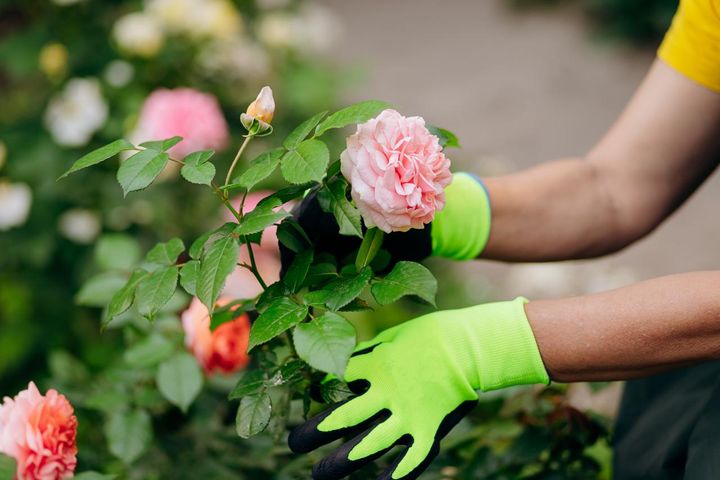 バラの植え替えを行うときは株元と主幹をしっかりと持ちます。花はない時期か、落としたほうがよく、トゲを通さない手袋は必須です。