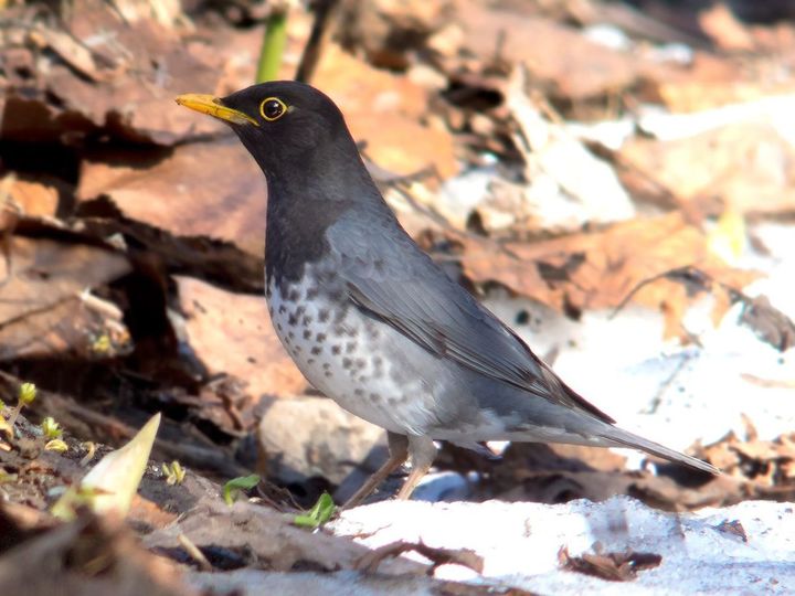 北海道で撮影されたクロツグミ、2014年