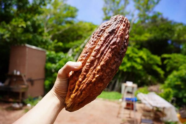 【東京都千代田区】カカオを見て・知って・食べて・遊んで・買う「Tokyo Chocolate Salon 2026」開催！