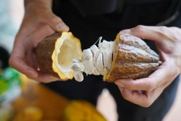 【東京都千代田区】カカオを見て・知って・食べて・遊んで・買う「Tokyo Chocolate Salon 2026」開催！
