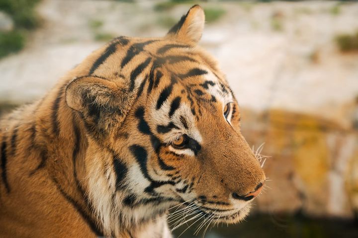 かっこいい動物・生き物ランキング！