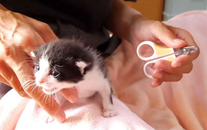 初めての爪切りで暴れる子猫