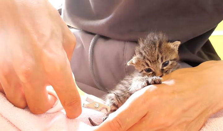 指チュパしながら爪を切られる子猫