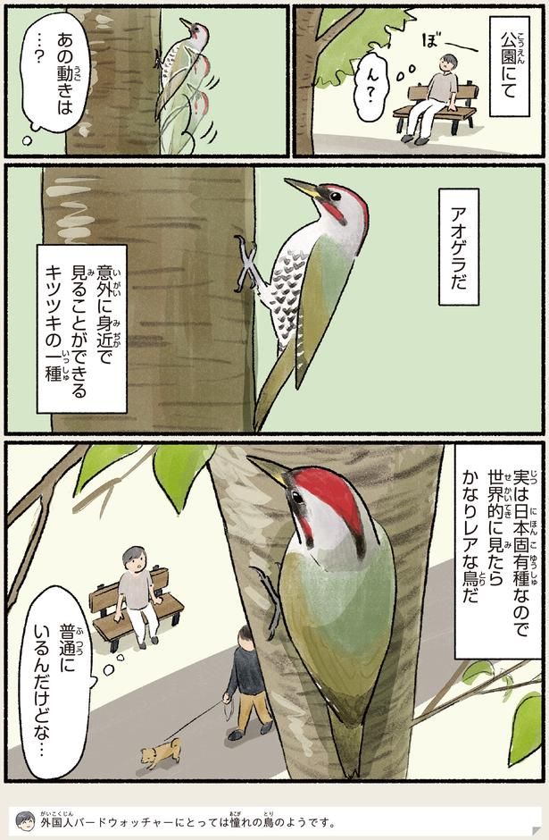 実は日本固有種 （C）piro piro piccolo／KADOKAWA