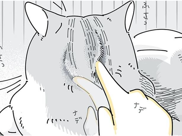 猫の後頭部が気になる （C）キュルZ／KADOKAWA