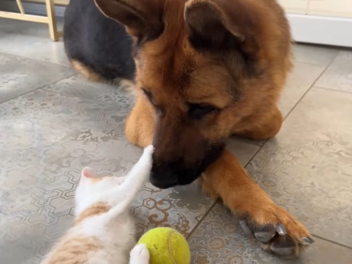 子猫を見守るジャーマンシェパードが紳士……！