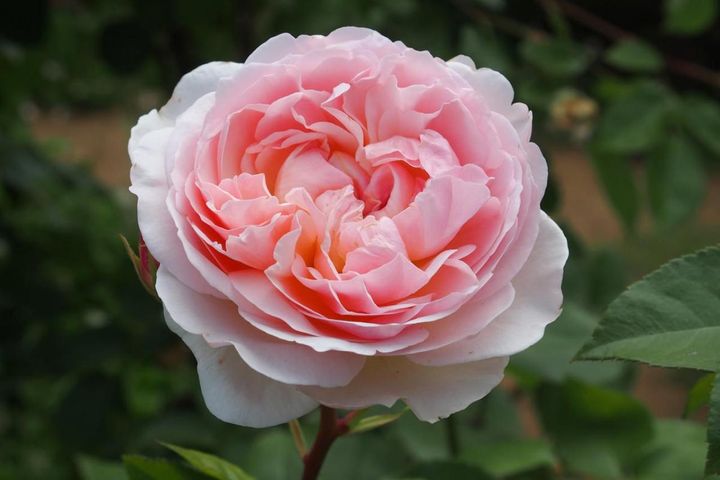 大輪で温かみのあるピンクの花を咲かせるイングリッシュローズの‘イブリン’。イングリッシュローズには日照が4時間ほどあれば咲くものも多く、カンカン照りよりは柔らかい光のほうがきれいに見える気がします。