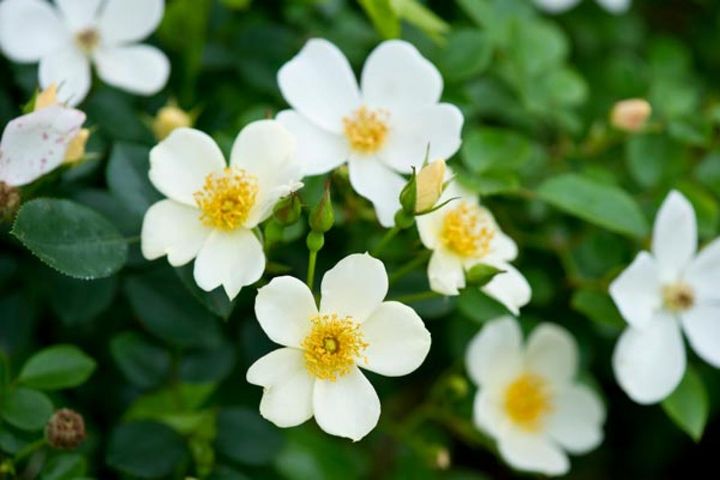 一重の‘淡雪’。小輪ですが白の花弁に黄色の花芯をつけて人目を引きます。半日陰でも咲き、つる仕立てにもでき、和風の庭にも合うという使い勝手のよいバラです。