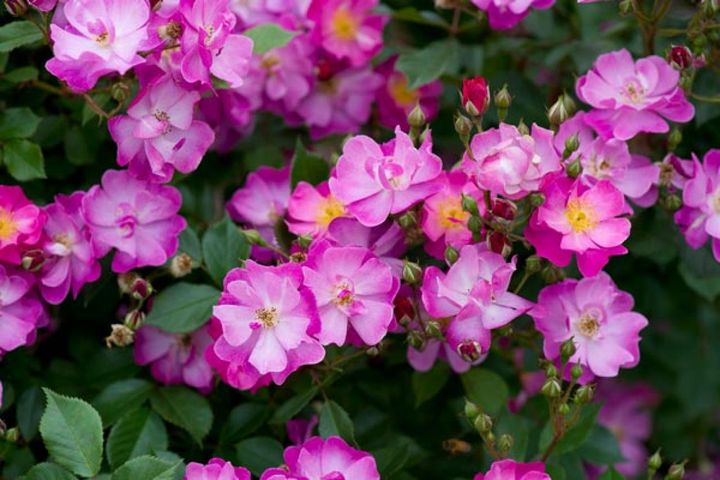 丈夫な修景バラの‘ラベンダードリーム’。花付きがとてもよく、紫色の花を群がるように咲かせます。大きめの茂みになり、小型のつるバラとしても使えます。