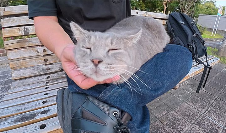 膝の上でナデナデを堪能する猫