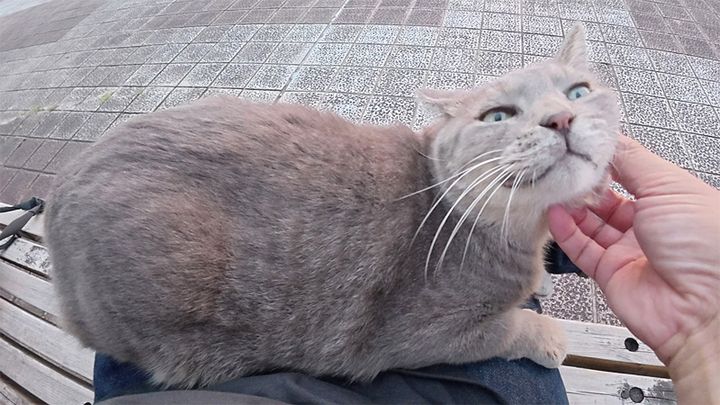 膝の上でナデナデを堪能する猫