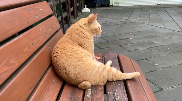 ベンチに座る猫