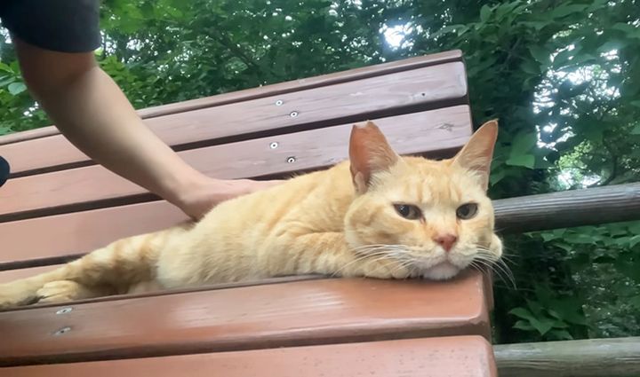 ベンチでナデナデされる猫