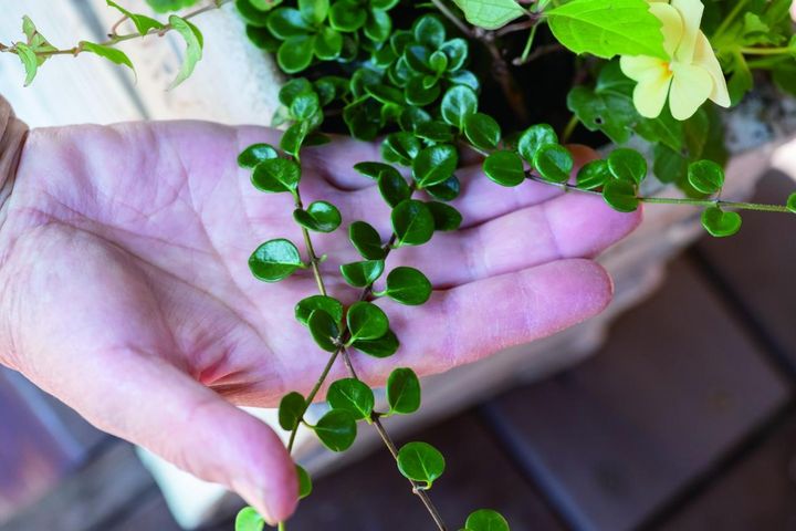 ロニセラ ‘リトルハニー’