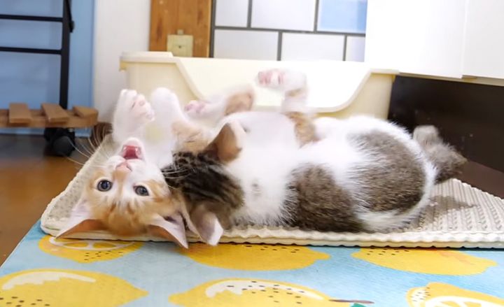 ニャンプロする子猫達