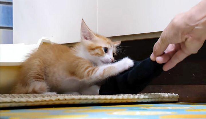 洗濯物を取られたくない子猫
