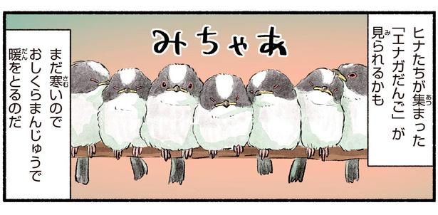 「エナガだんご」が見られるかも （C）piro piro piccolo／KADOKAWA